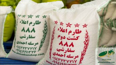 تفاوت برنج کشت اول و کشت دوم